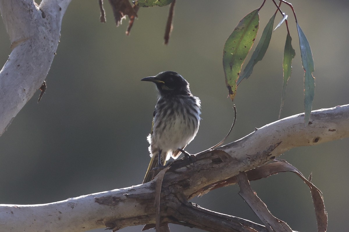 New Holland Honeyeater - ML644201591