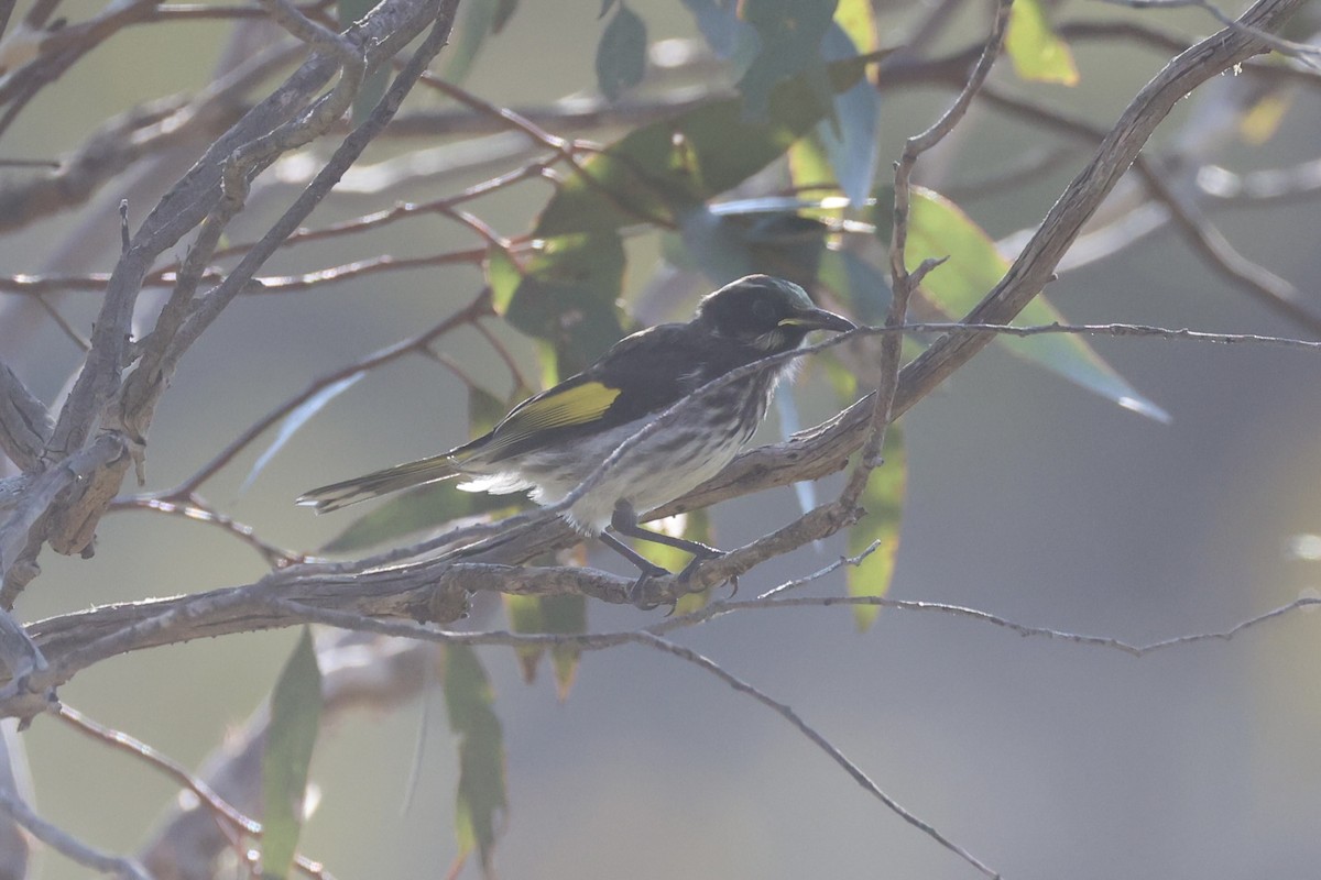 New Holland Honeyeater - ML644201594
