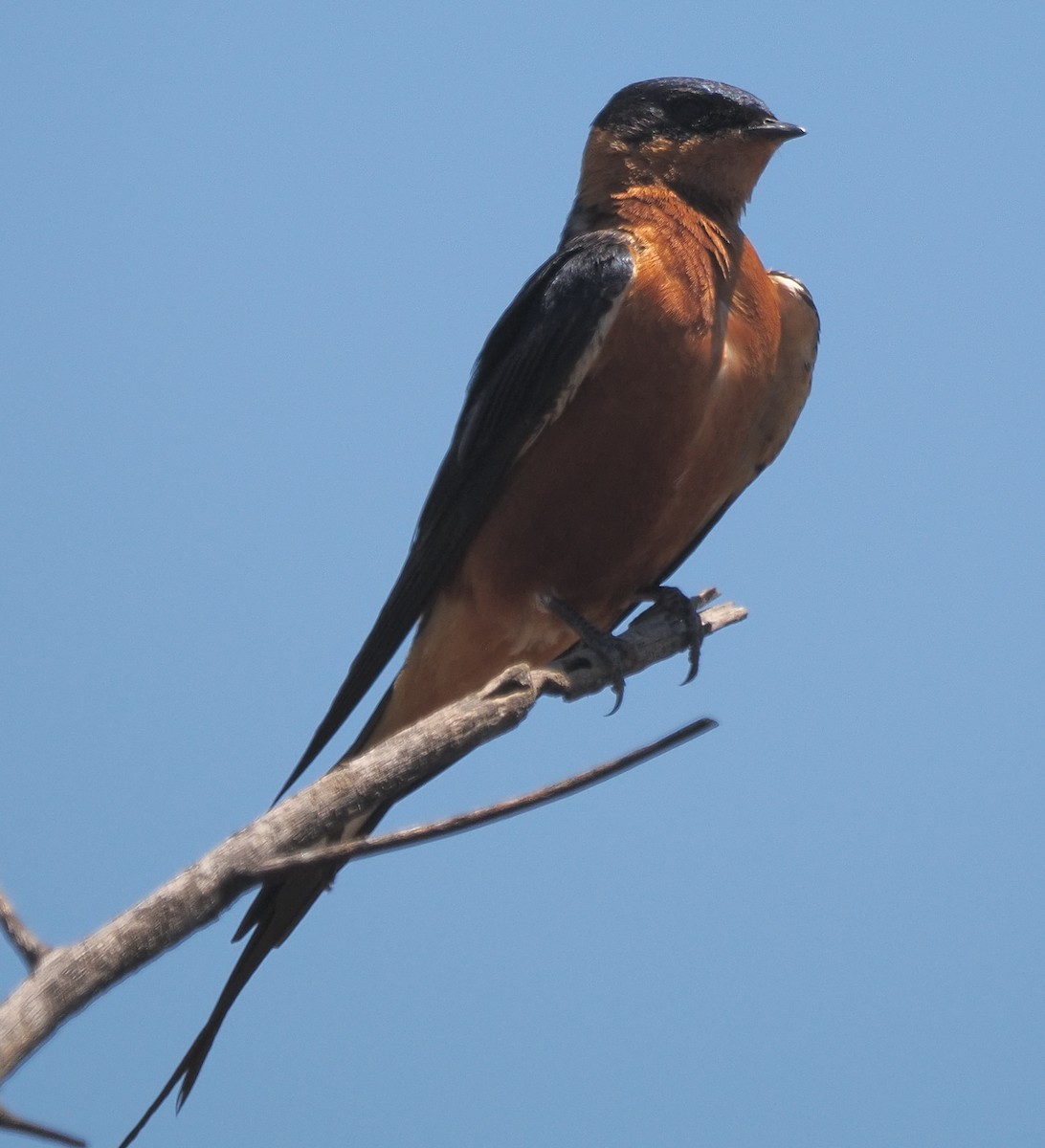 Rufous-chested Swallow - ML644201598