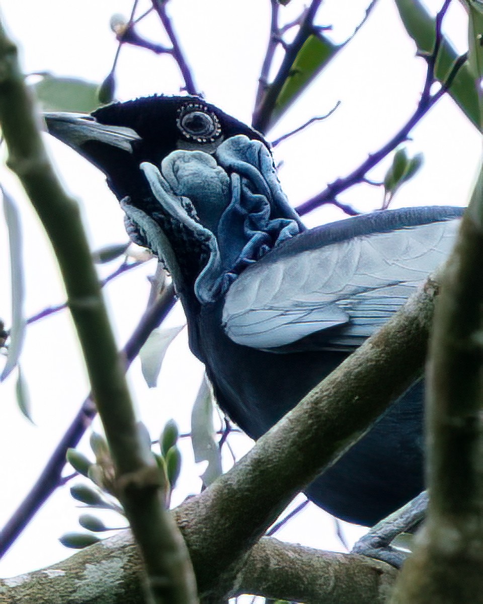 Bare-necked Fruitcrow - ML644201599