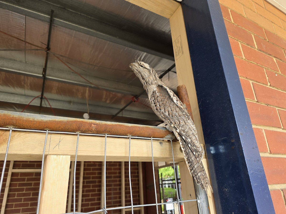Tawny Frogmouth - ML644201600