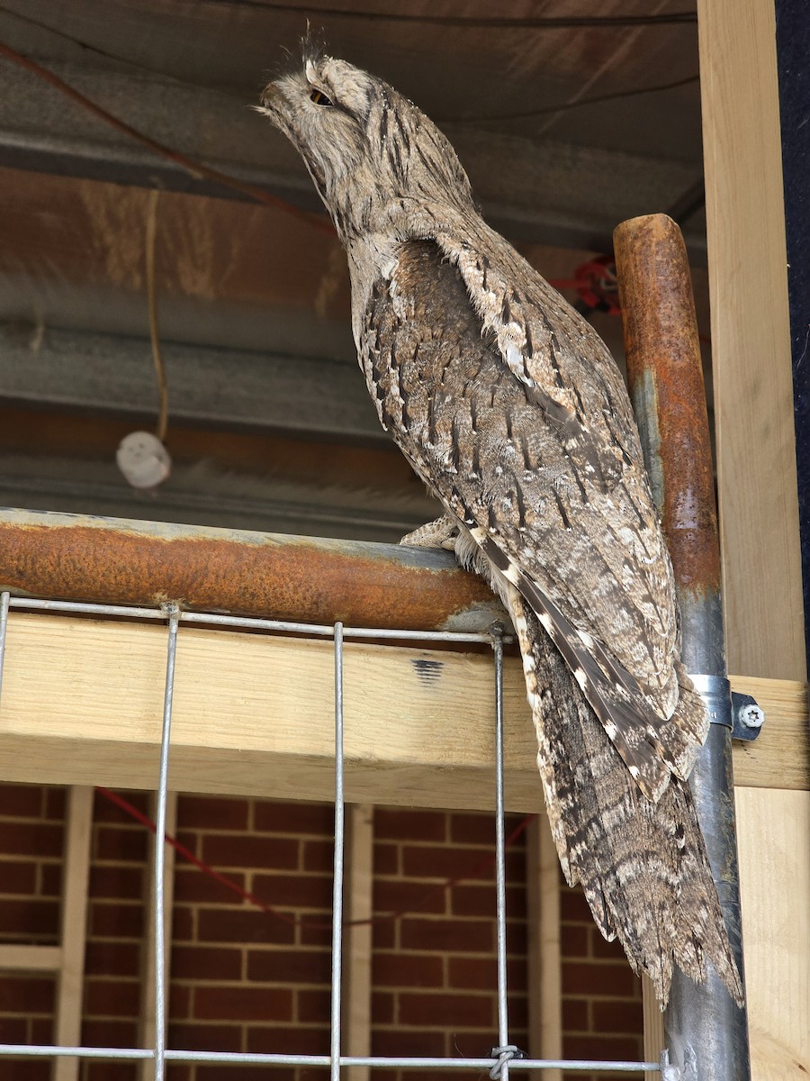 Tawny Frogmouth - ML644201601
