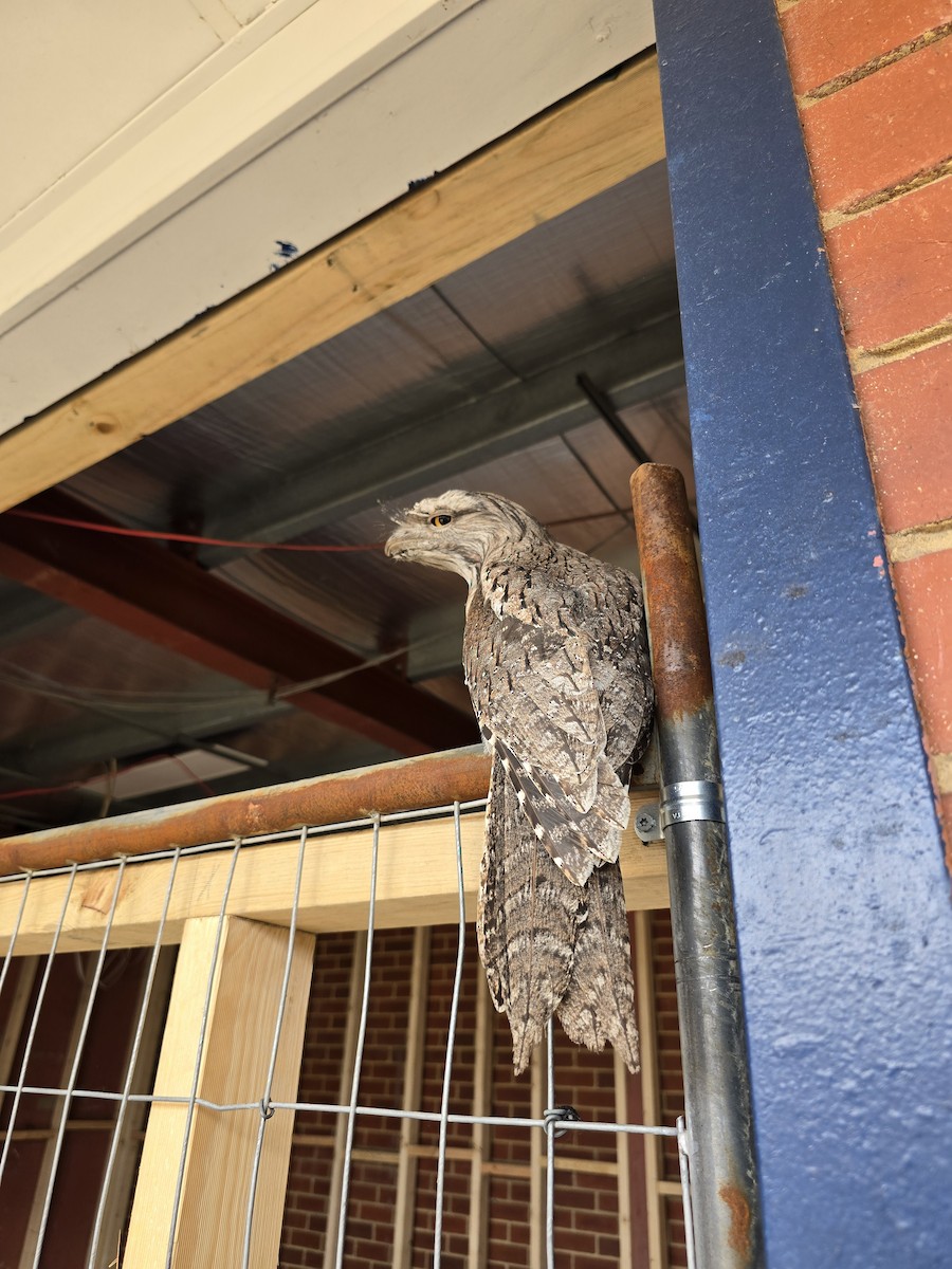 Tawny Frogmouth - ML644201602