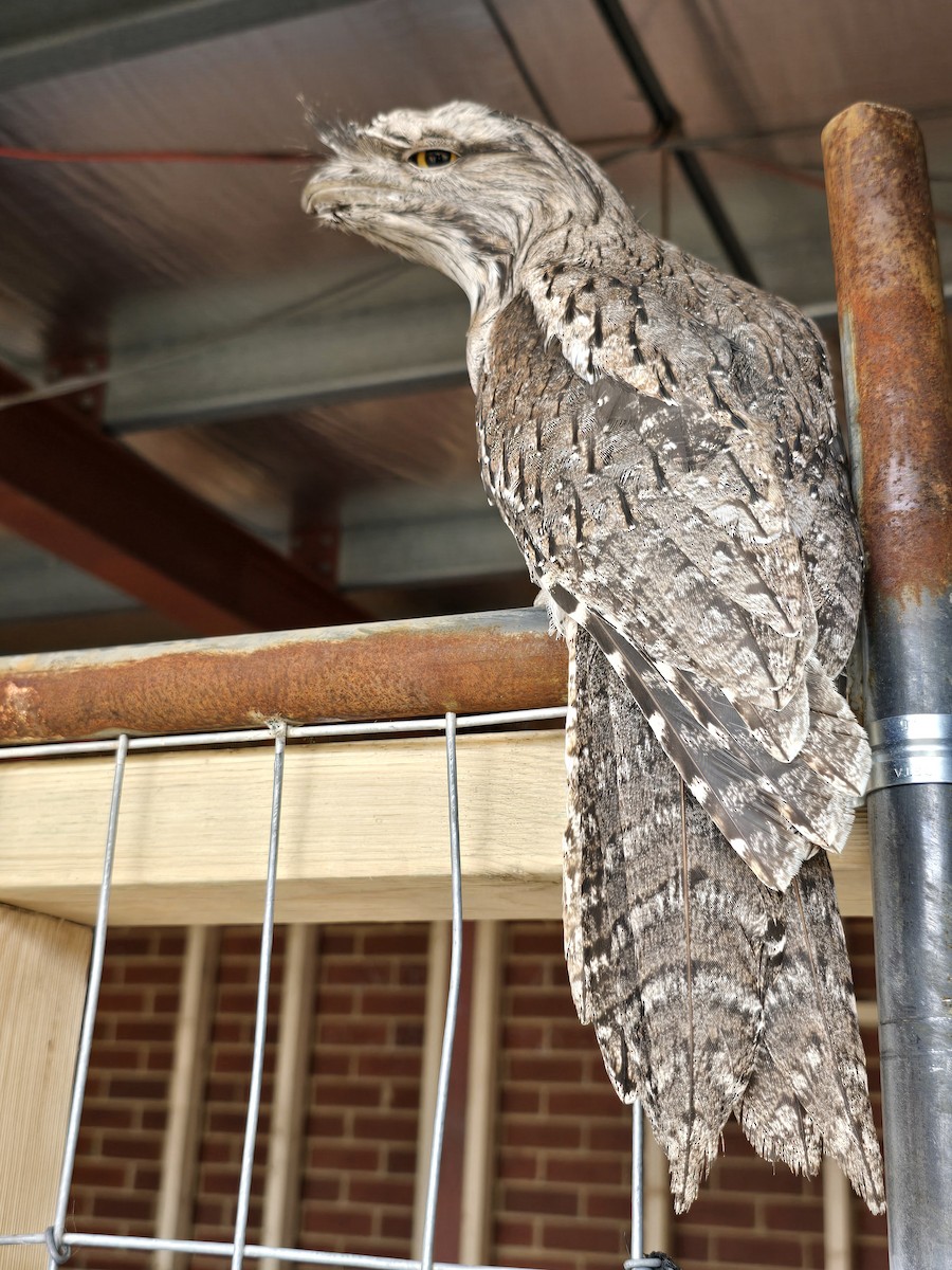 Tawny Frogmouth - ML644201604