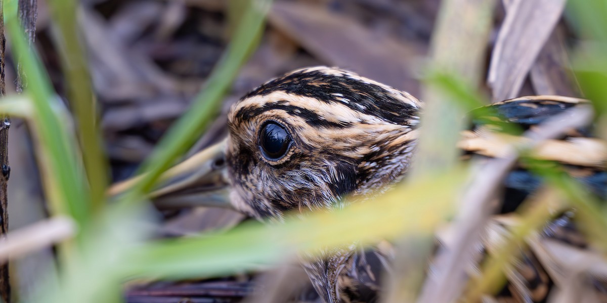 Frullino - ML644201607