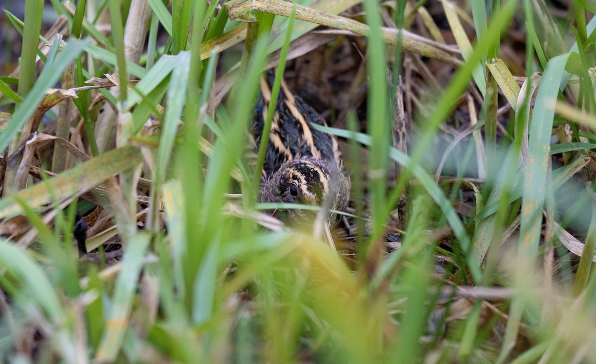 Frullino - ML644201608