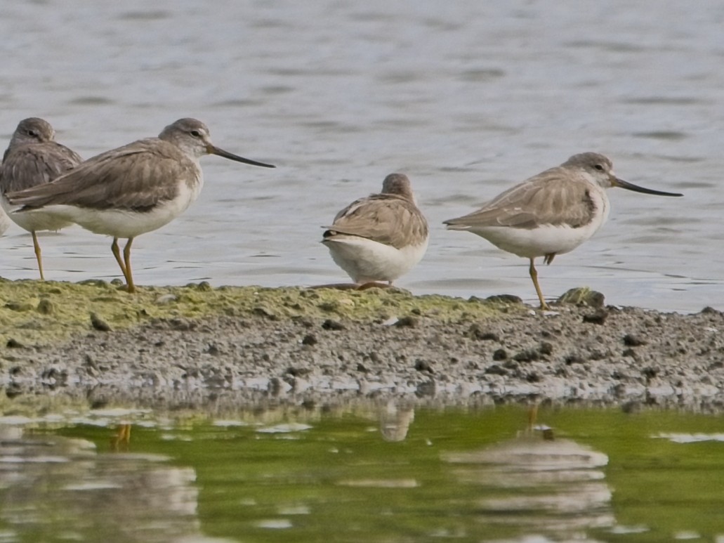 Terekwasserläufer - ML644201612