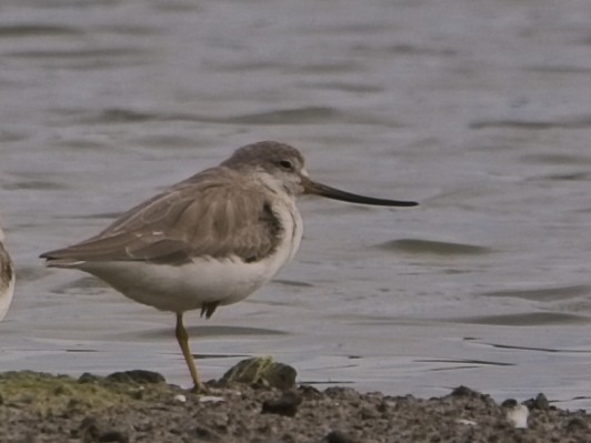Terekwasserläufer - ML644201615