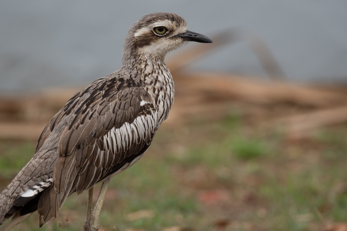 Bush Thick-knee - ML644201627