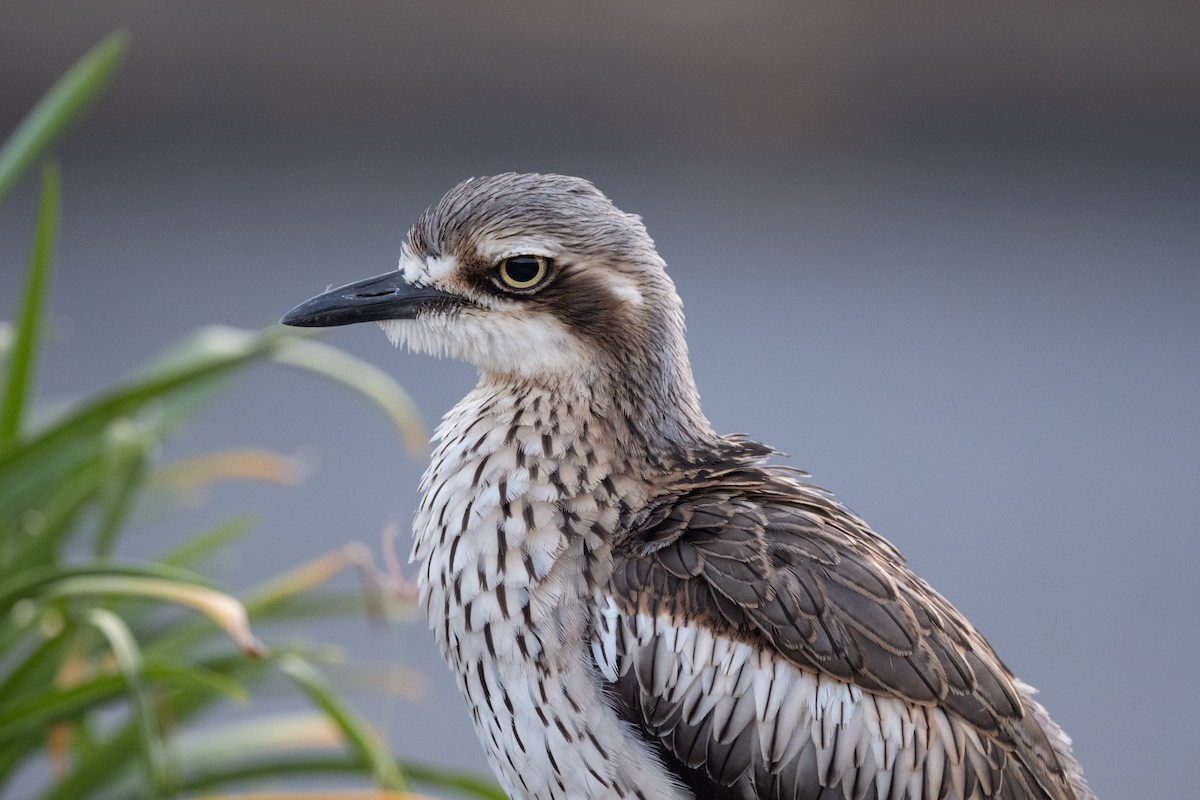 Bush Thick-knee - ML644201628