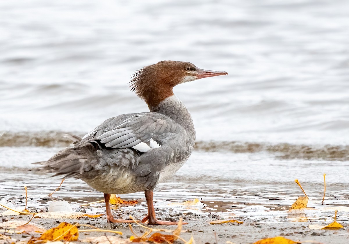 Common Merganser - ML644201629