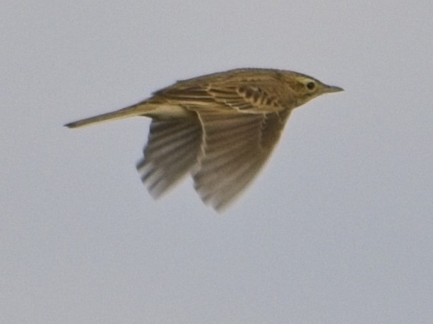 Bisbita de Richard - ML644201662