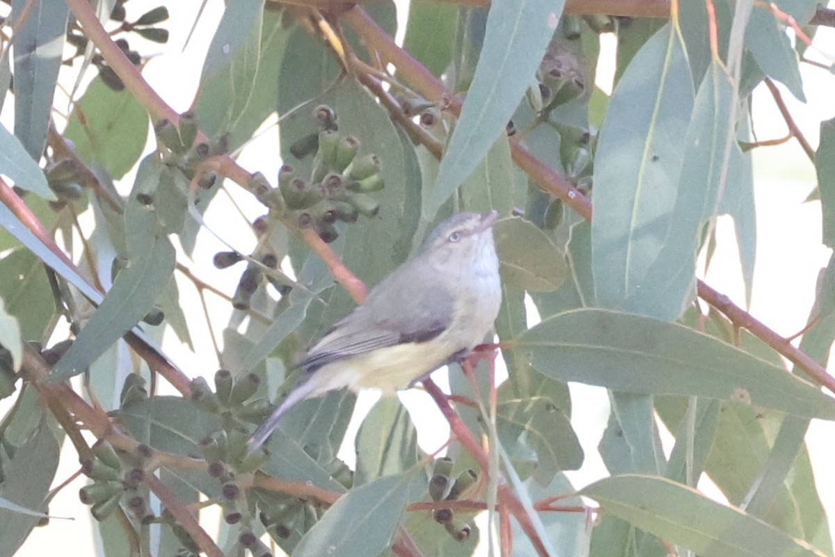 コバシムシクイ - ML644201663