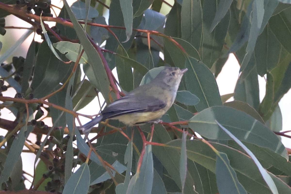 コバシムシクイ - ML644201664