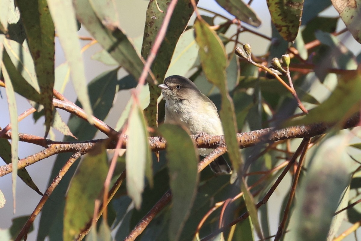 コバシムシクイ - ML644201665