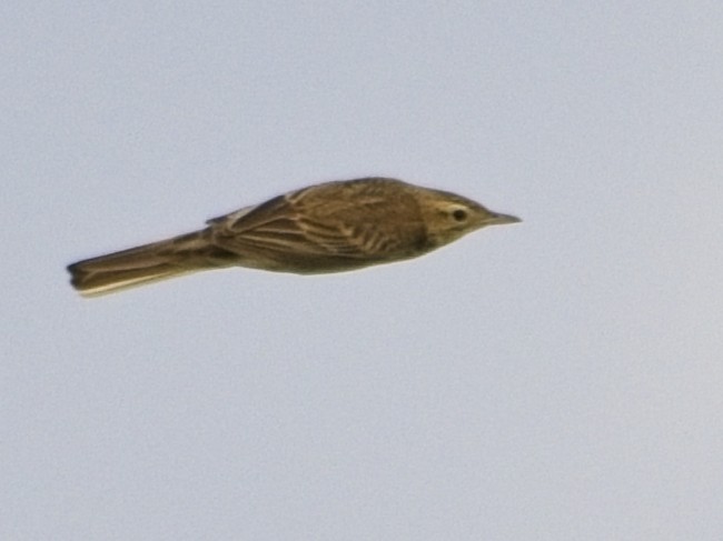 Bisbita de Richard - ML644201676