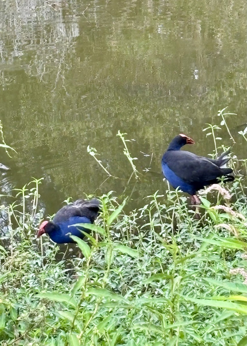Australasian Swamphen - ML644201687