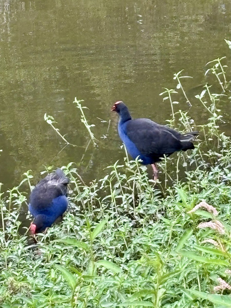 Australasian Swamphen - ML644201688
