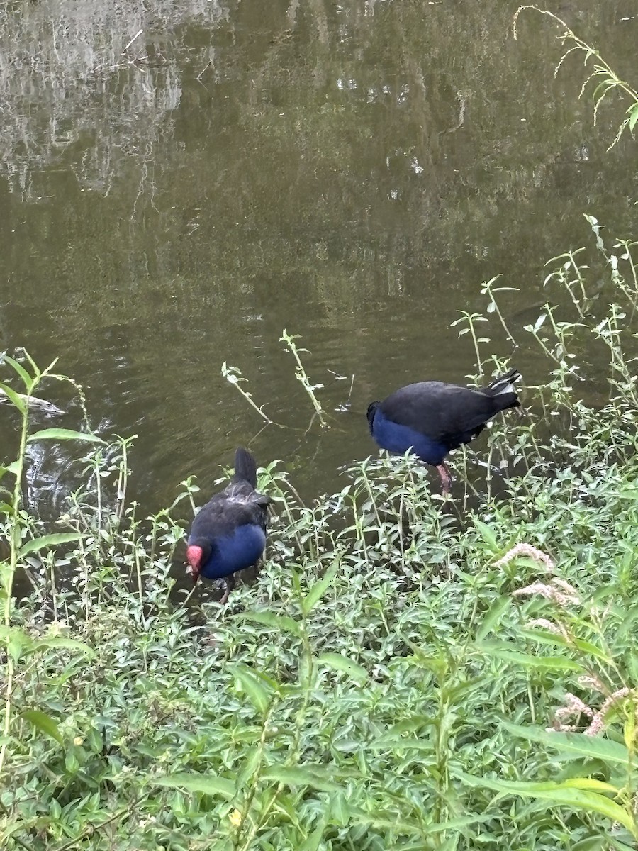 Australasian Swamphen - ML644201689
