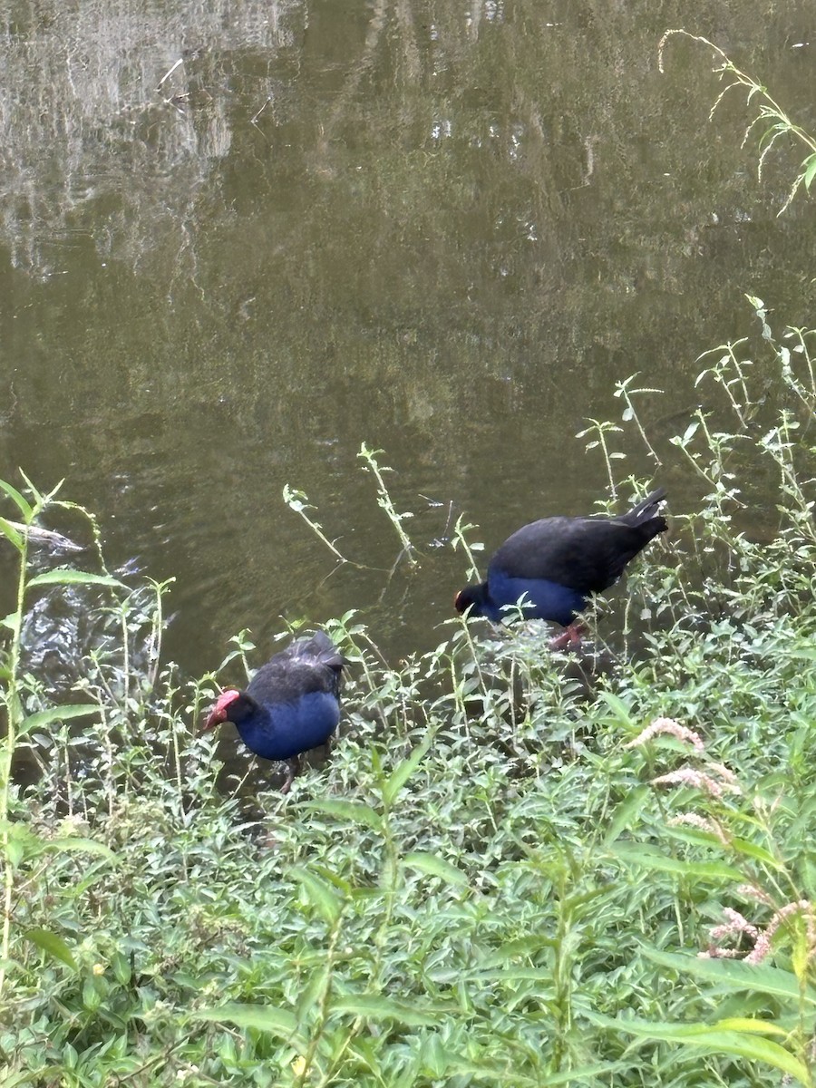 Australasian Swamphen - ML644201690