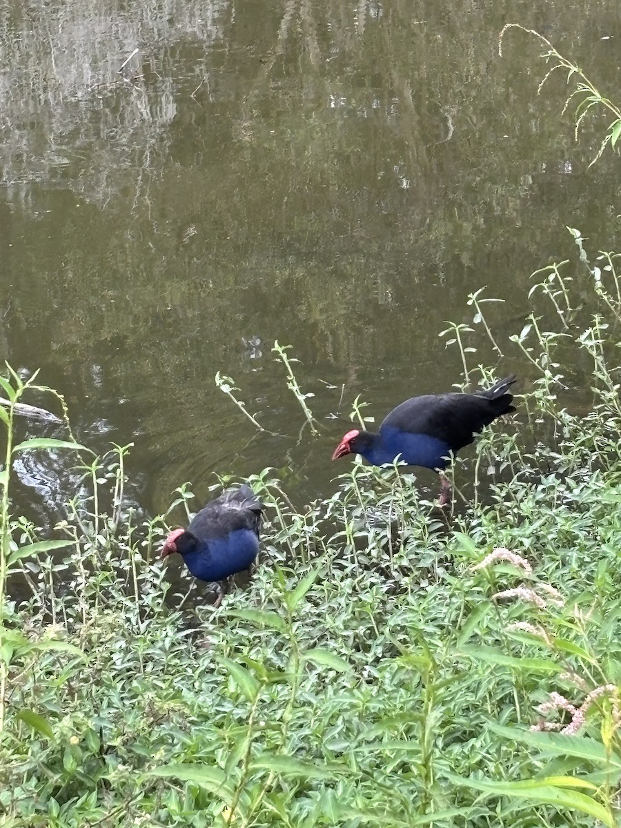Australasian Swamphen - ML644201691