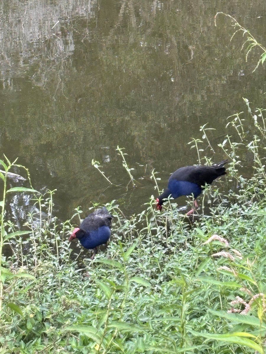 Australasian Swamphen - ML644201692