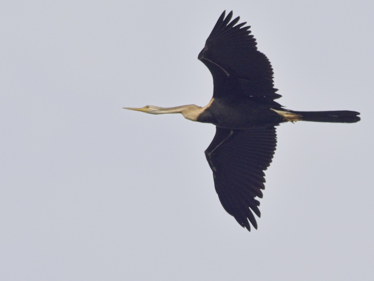 Anhinga roux - ML644201693