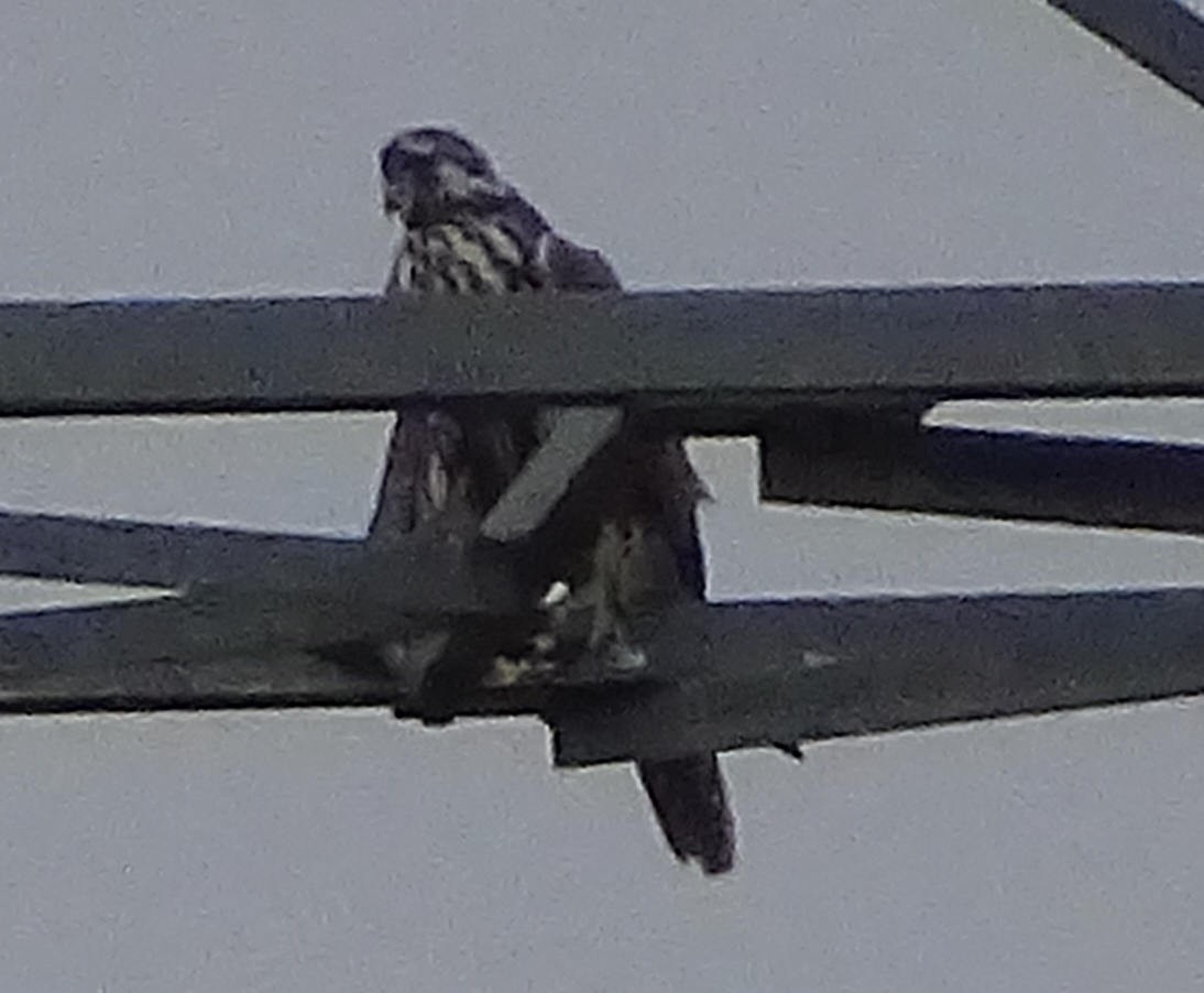 Балобан - ML644201748