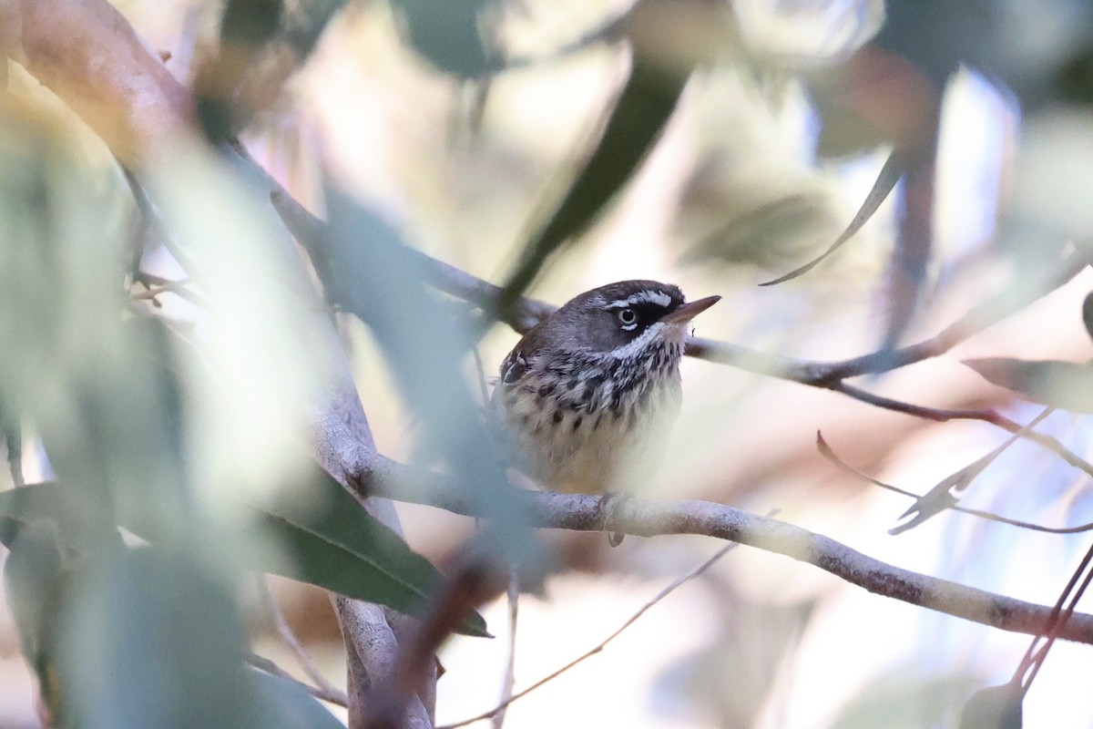 Spotted Scrubwren - ML644201750