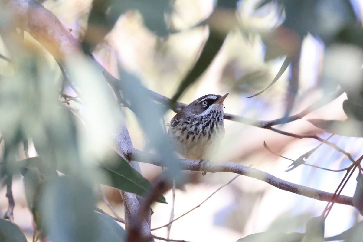 Spotted Scrubwren - ML644201751