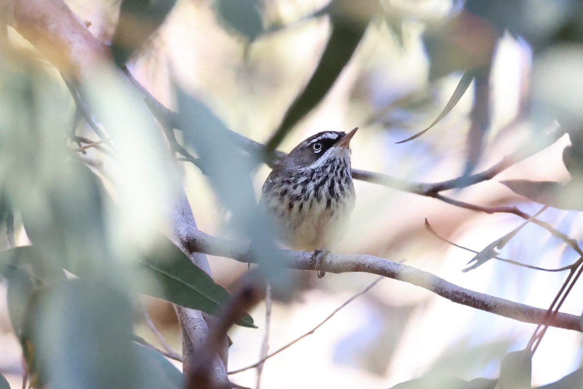 Spotted Scrubwren - ML644201752