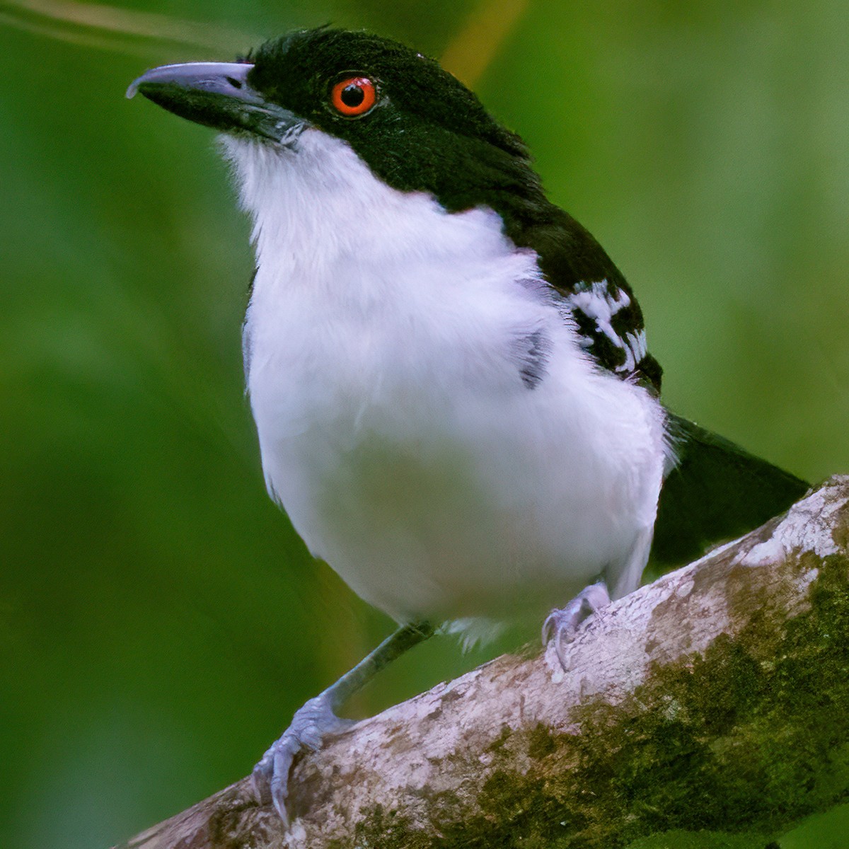 Great Antshrike - ML644201760