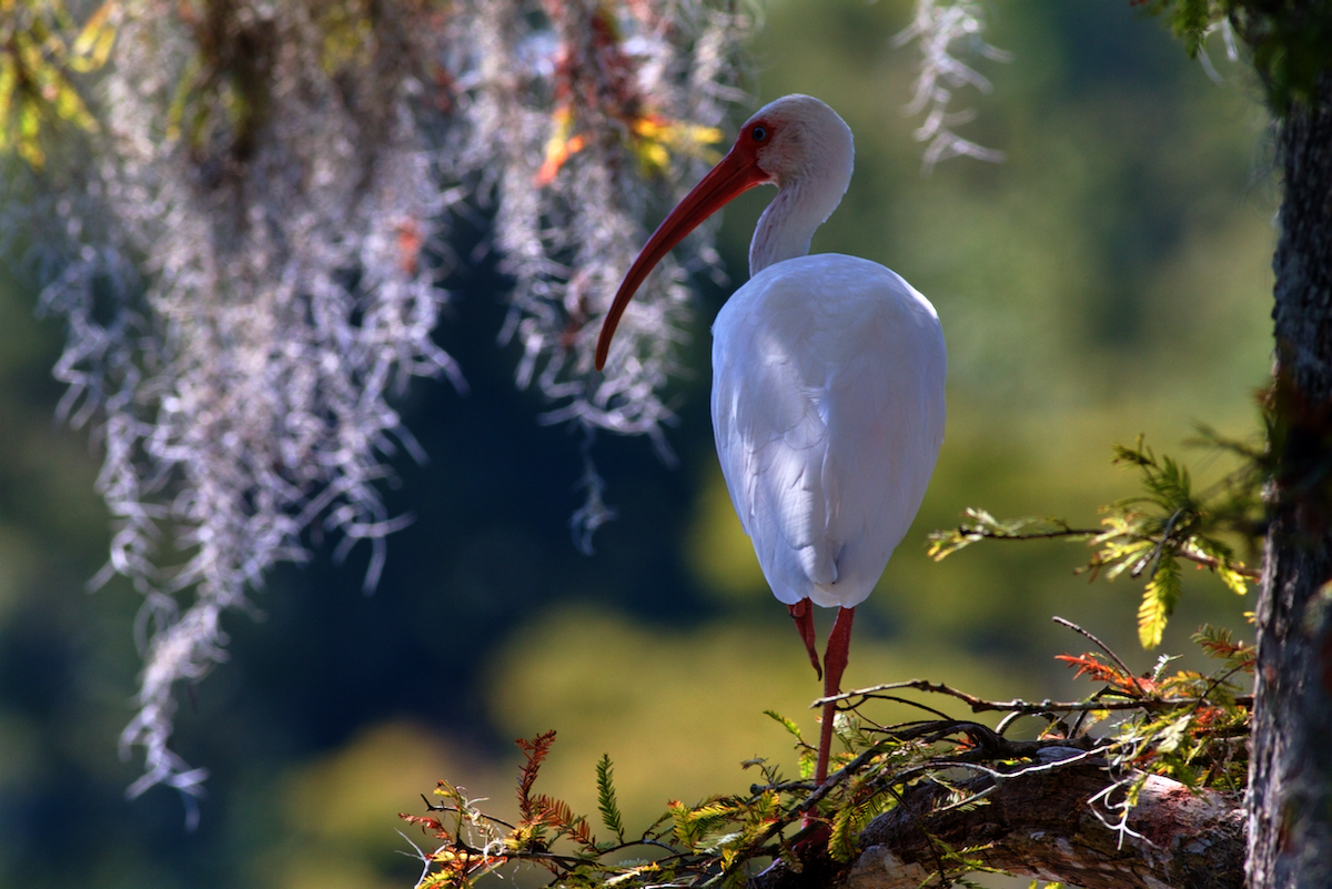 ibis bílý - ML644201765