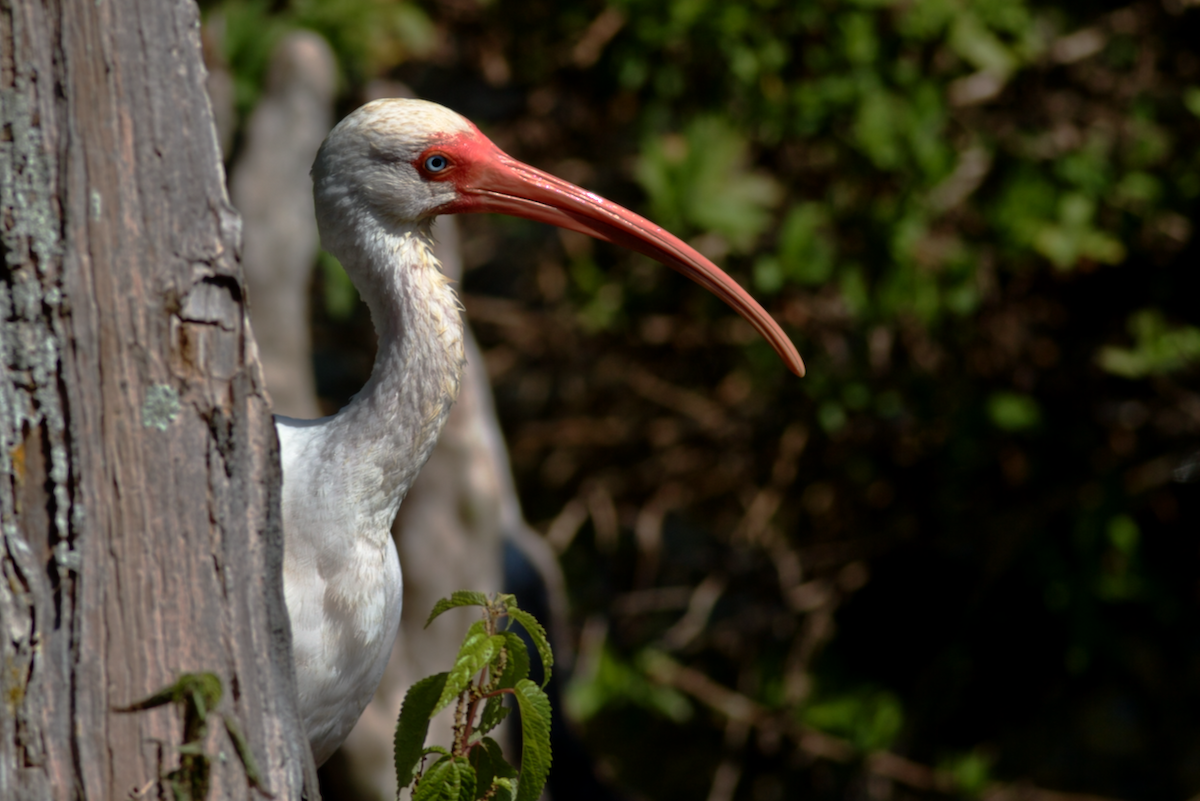 ibis bílý - ML644201766
