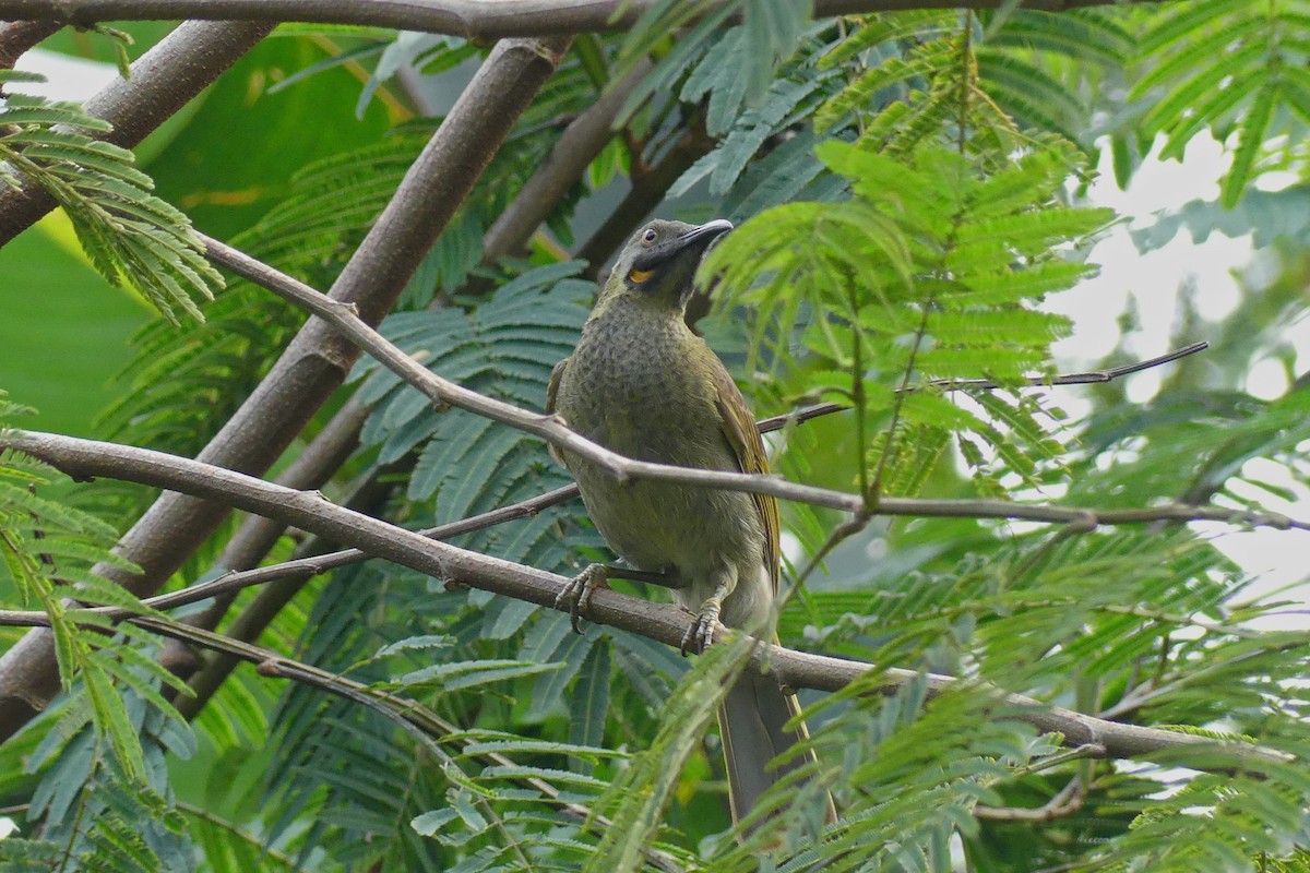 Western Wattled-Honeyeater - ML644201775