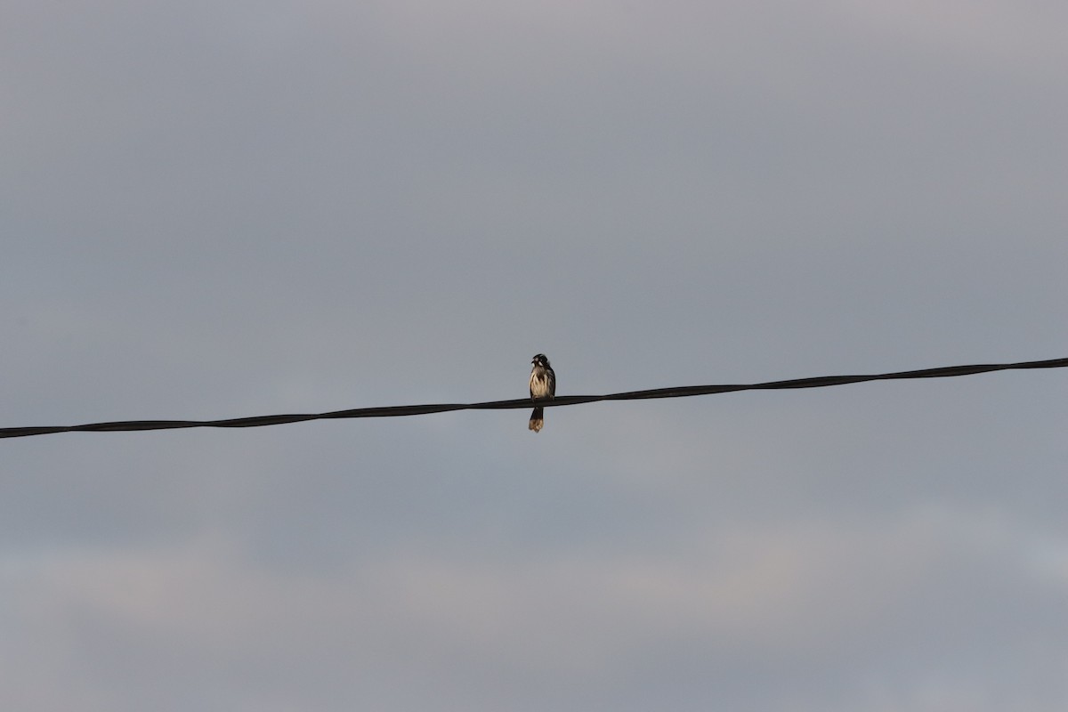 New Holland Honeyeater - ML644201787