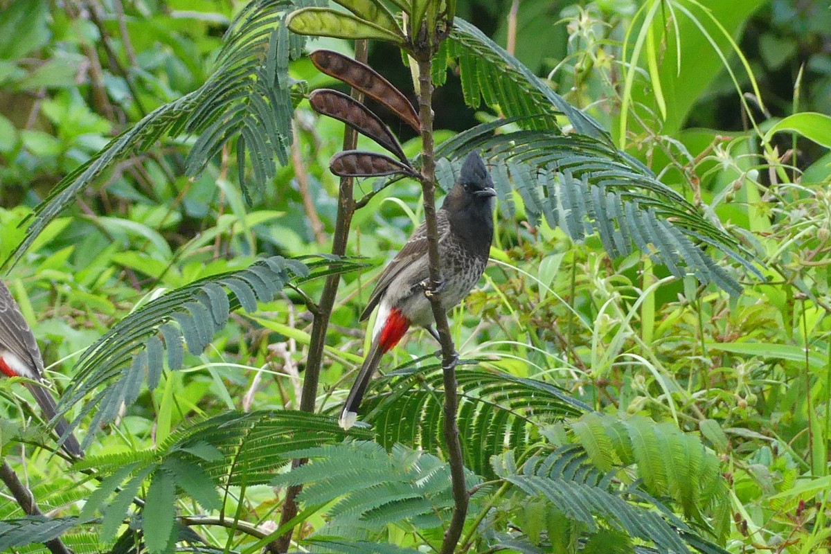 Red-vented Bulbul - ML644201788
