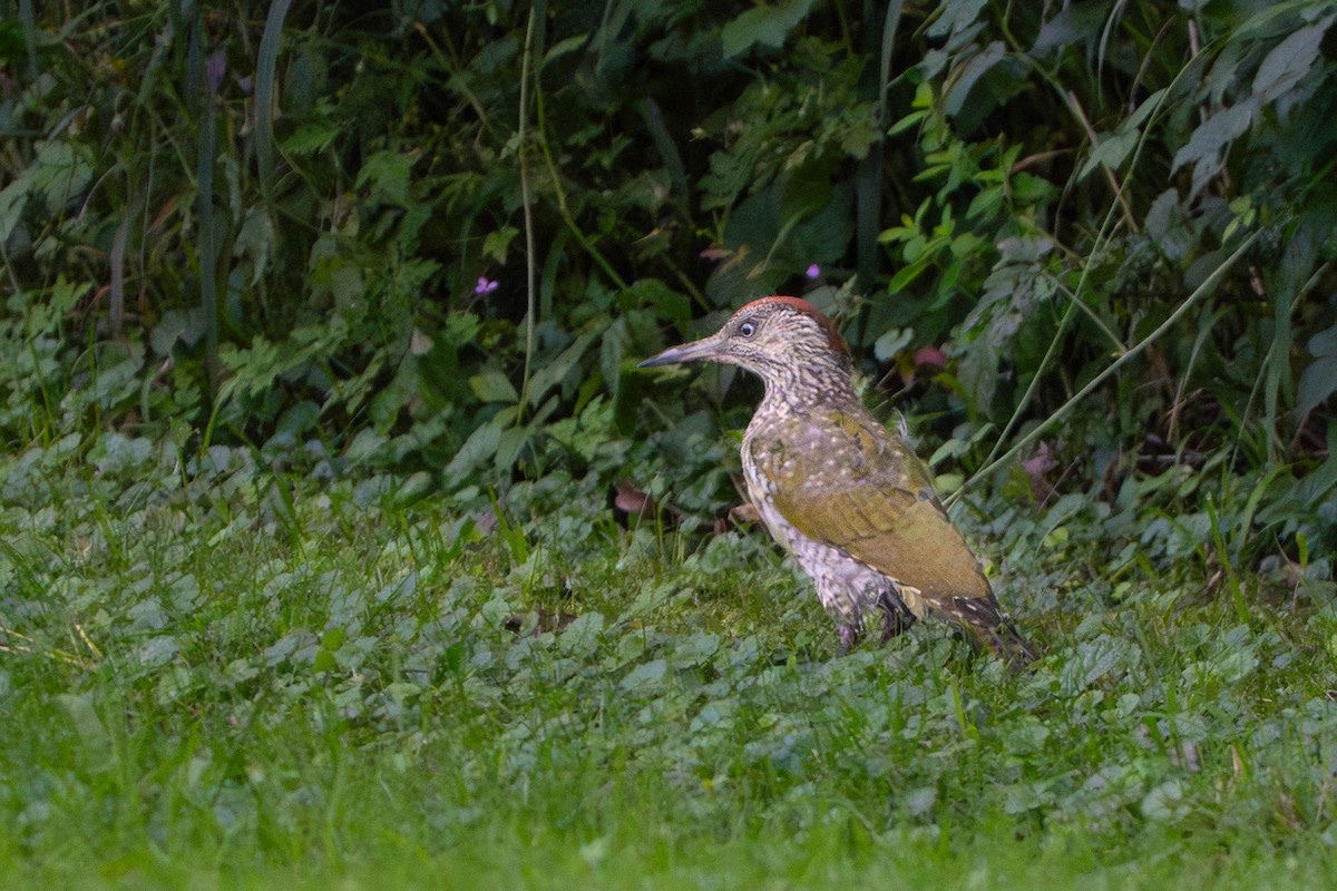 Eurasian Green Woodpecker - ML644201829