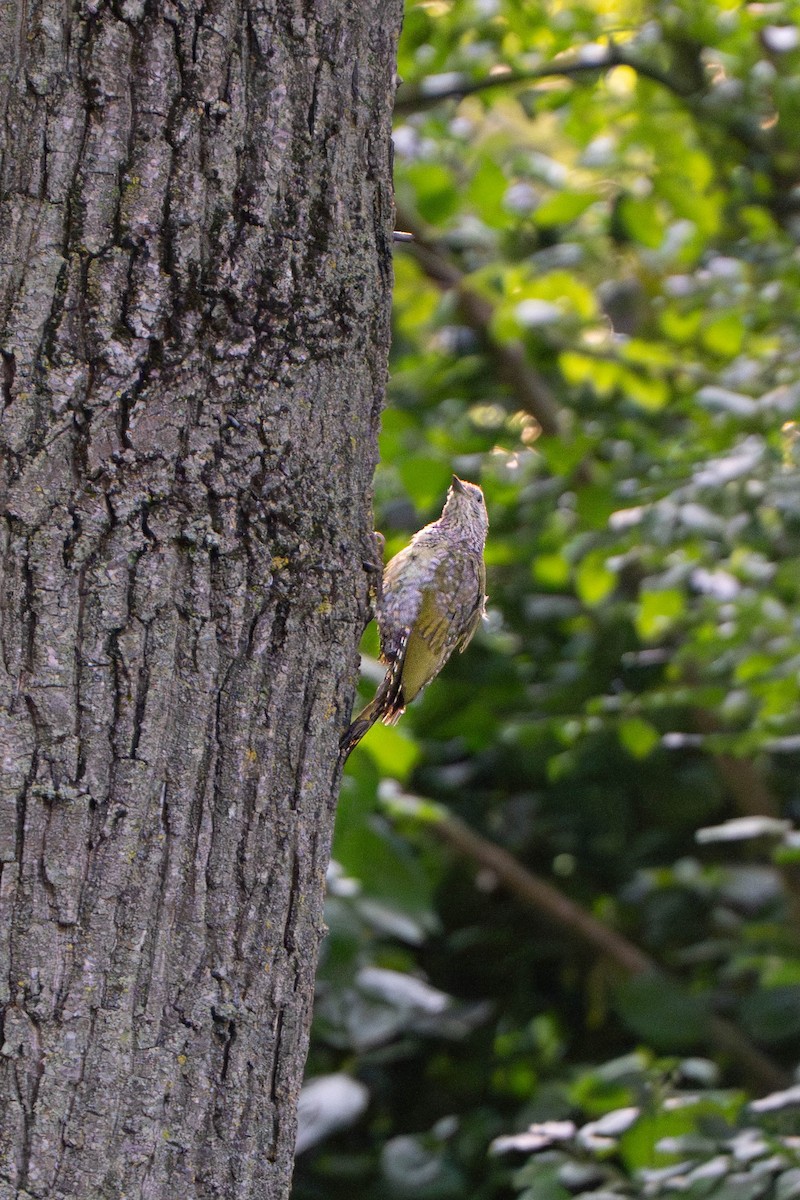 Eurasian Green Woodpecker - ML644201830