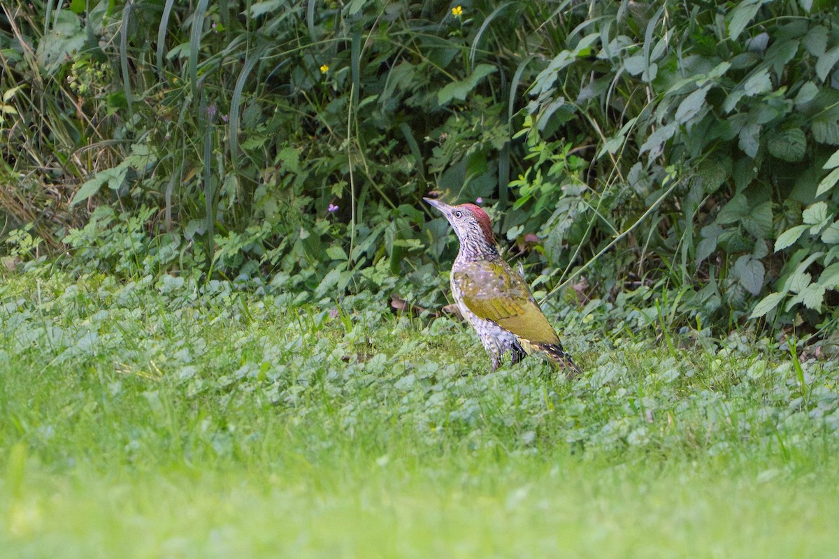 Eurasian Green Woodpecker - ML644201831