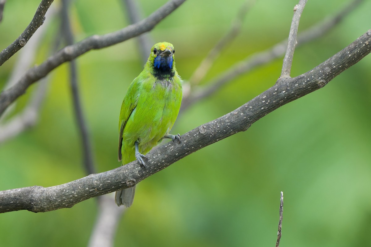 Golden-fronted Leafbird - ML644201837
