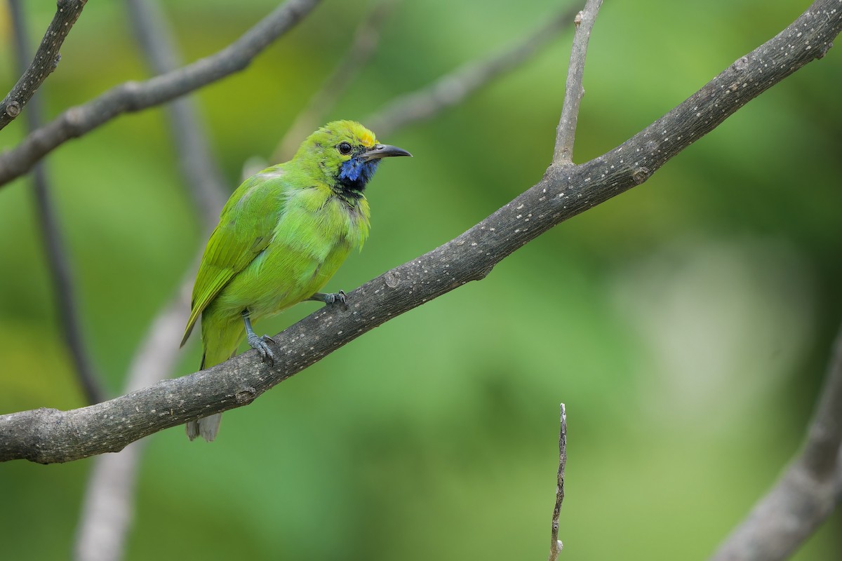 Golden-fronted Leafbird - ML644201838
