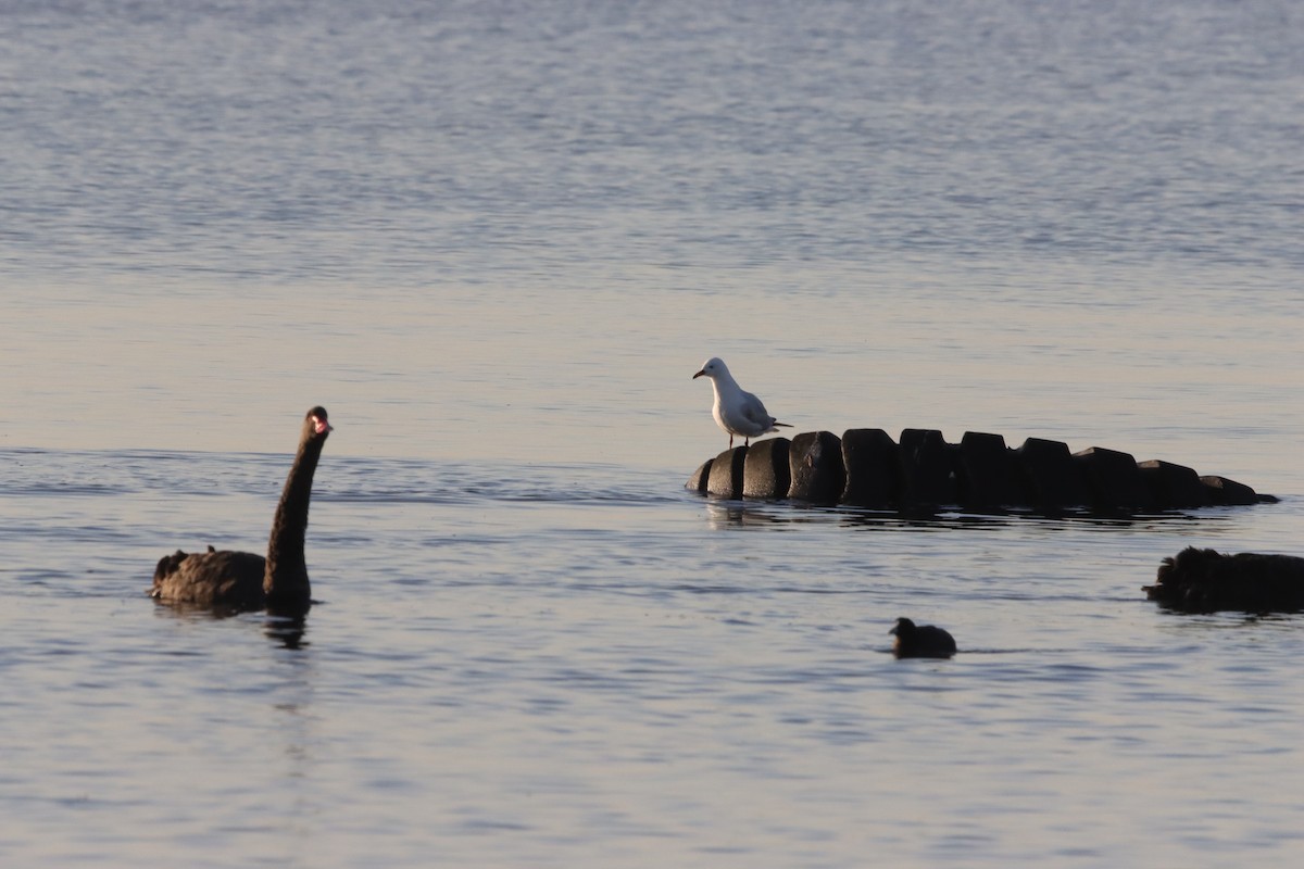 Mouette argentée - ML644201853
