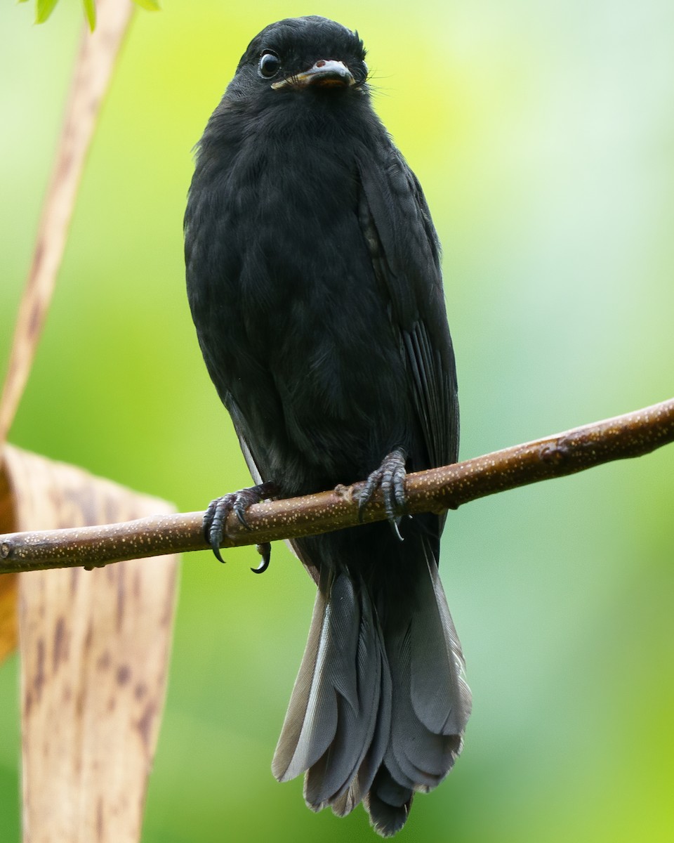 Moucherolle à longs brins - ML644201858