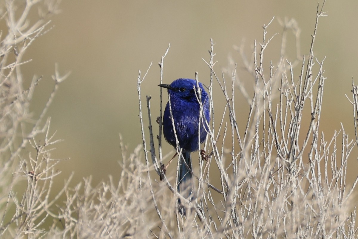 White-winged Fairywren - ML644201864