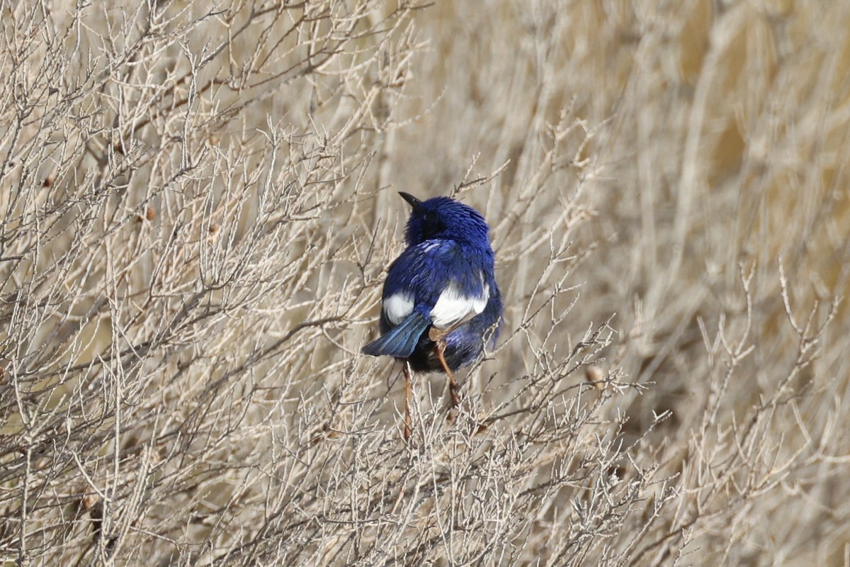 White-winged Fairywren - ML644201879