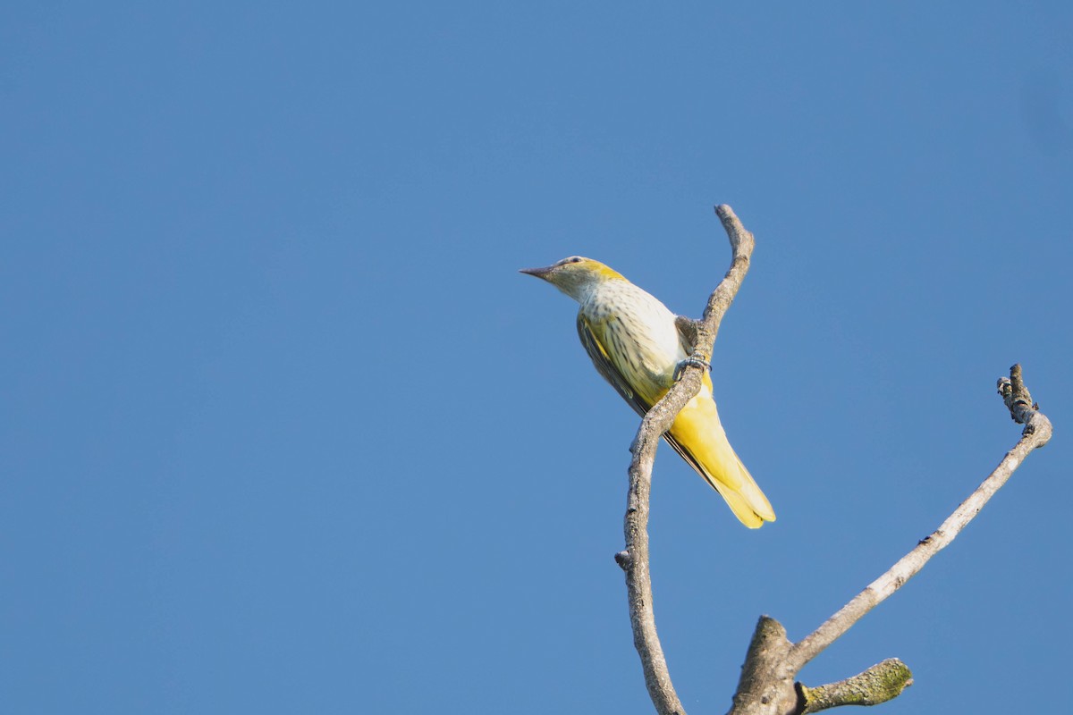 Эгэл шаргач - ML644201890