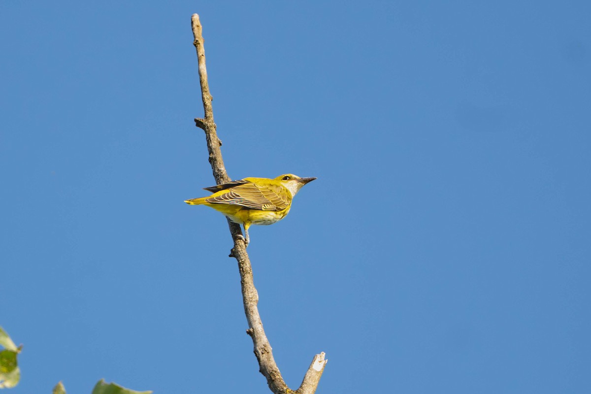 Эгэл шаргач - ML644201891