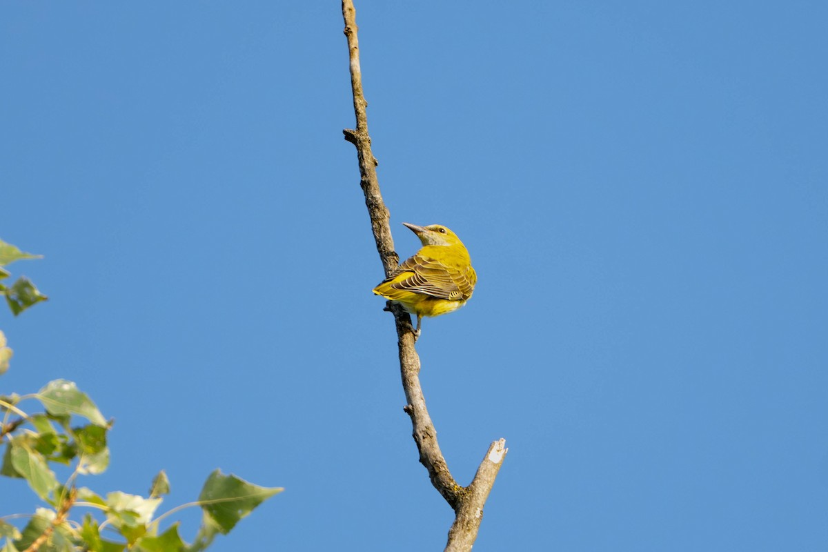 Эгэл шаргач - ML644201892