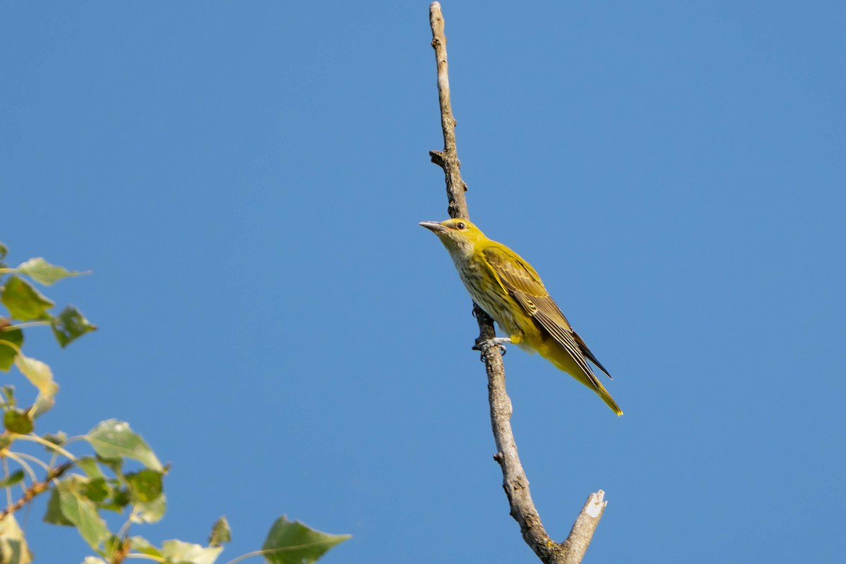 Эгэл шаргач - ML644201893